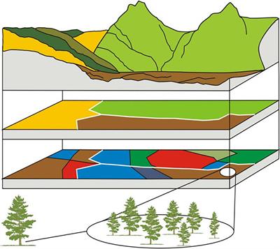 Projected Climate-Fire Interactions Drive Forest to Shrubland Transition on an Arizona Sky Island